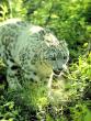sl16-SnowLeopard.jpg