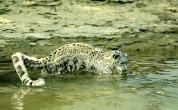 sl20-SnowLeopard-In_water.jpg