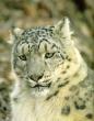 sl22-SnowLeopard-FaceCloseup.jpg