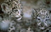 slcub02-SnowLeopards.jpg
