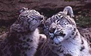 slkiss-2SnowLeopards.jpg