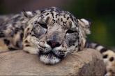 wildcat04-SnowLeopard-Relaxing_on_rock-FaceCloseup.jpg