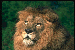 Lion.gif