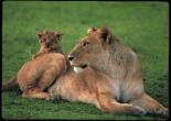 cl_lion3-Mom_N_Baby.jpg