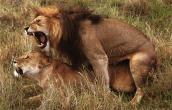 lions01gt-mating.jpg