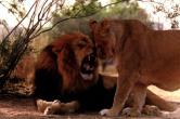 lions03gt-SweetCouple.jpg