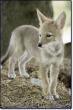 Coyote_WolfPark_Willow.jpg