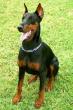 doberman-uster-9.jpg