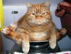 060418_cat2.jpeg