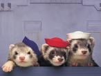 FERRET18.JPG
