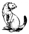 MammalsClipart-ferret-Ermine_in_winter_coat.gif