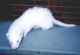 k1-WhiteFerret albino.jpeg