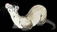 ferret09.jpg