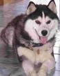 Siberian Husky.jpg