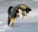 Siberian-Husky-Puppy-5.jpg
