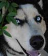 husky (2).jpg