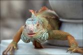 Iguana.jpeg