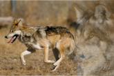 Mexican Wolf - June 06 - 1280 wallpaper.jpg