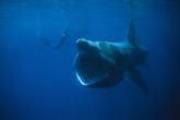 20060721061255!Basking_Shark.jpg