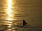 basking-shark-at-sunset-june-2006.jpg