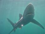 shark1.jpg