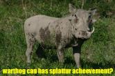 halolcats-warthog.jpg