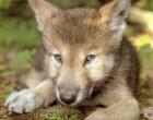 MexicanWolf-Puppy.jpg