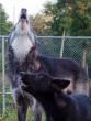 yukon_loki_howling-284x375.jpg