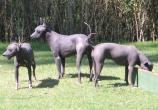 Xoloitzcuintle-02.jpg