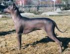 xoloitzcuintlebuono.jpg