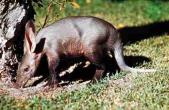 aardvark.jpg