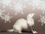 FERRET11.JPG