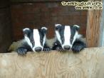 badgers 1024.jpg