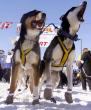 iditarod-sled-dog-race3.jpg