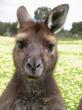 kangaroo_close_up.JPG