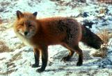 red_fox_on_snow.jpg