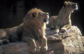 253067-Lions-Couple_Looking_up_on_rock.jpg.171x110.jpg