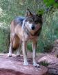 Ron_Schoenwald_Mexican_Wolf_2nd_in_Open_Category.jpg.466x600.jpg