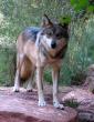 Ron_Schoenwald_Mexican_Wolf_2nd_in_Open_Category.jpg.85x110.jpg