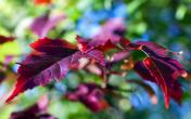 02386_thecolorsofautumn_2560x1600.jpg