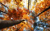 02834_canopy_2880x1800.jpg